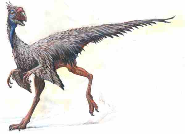 Caudipteryx%20small.jpg