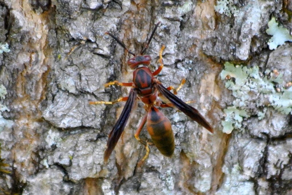 DSC_2011.jpg