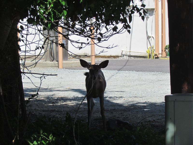 umqua051.jpg