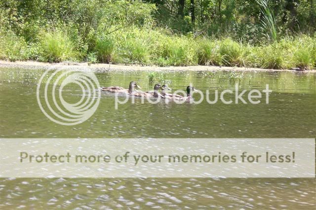 ducks.jpg