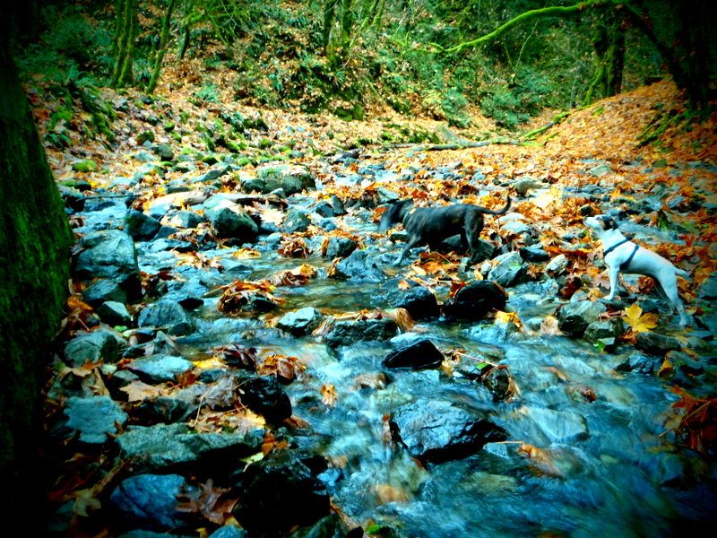 GoldStreamSalmonRun2012017.jpg
