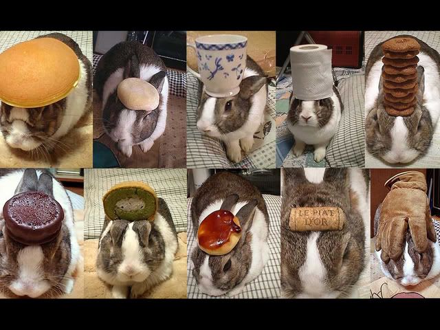 bunny.jpg
