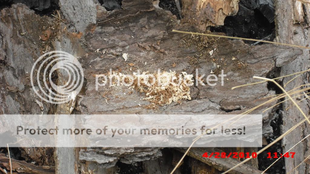 PICT0006-38.jpg