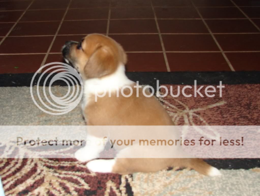 macybear009.jpg