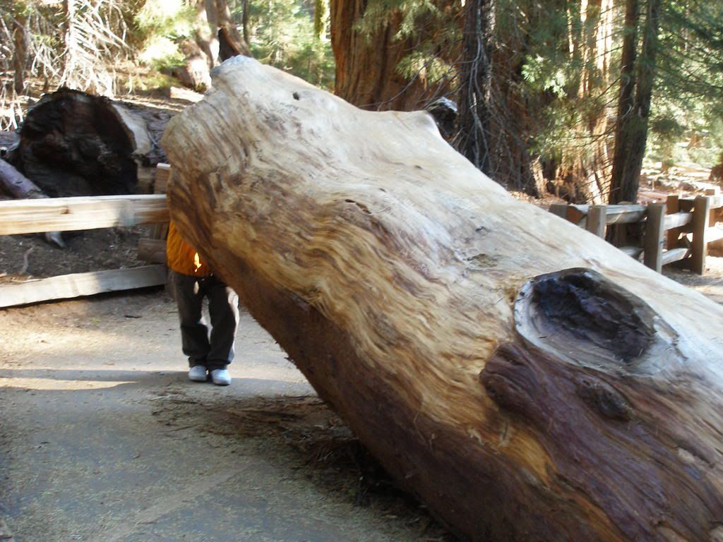GiantForest11-17-07119.jpg