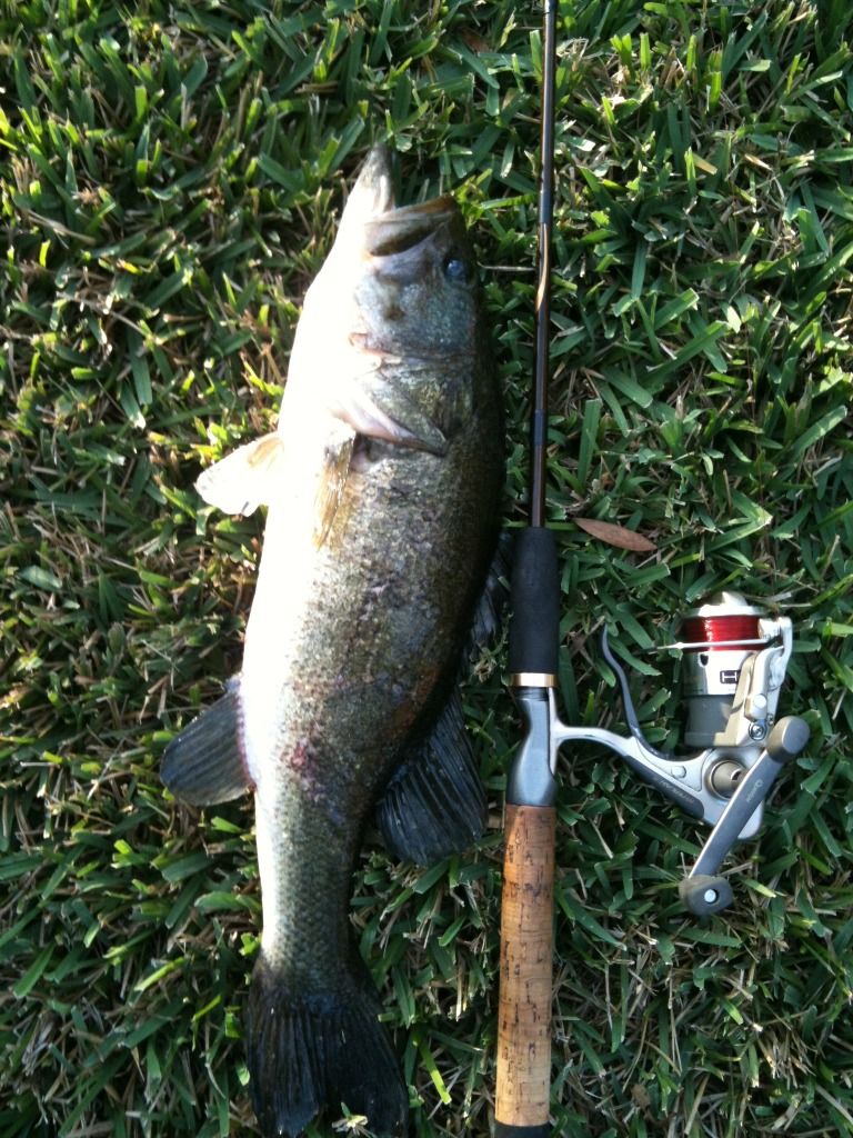 bass5.jpg