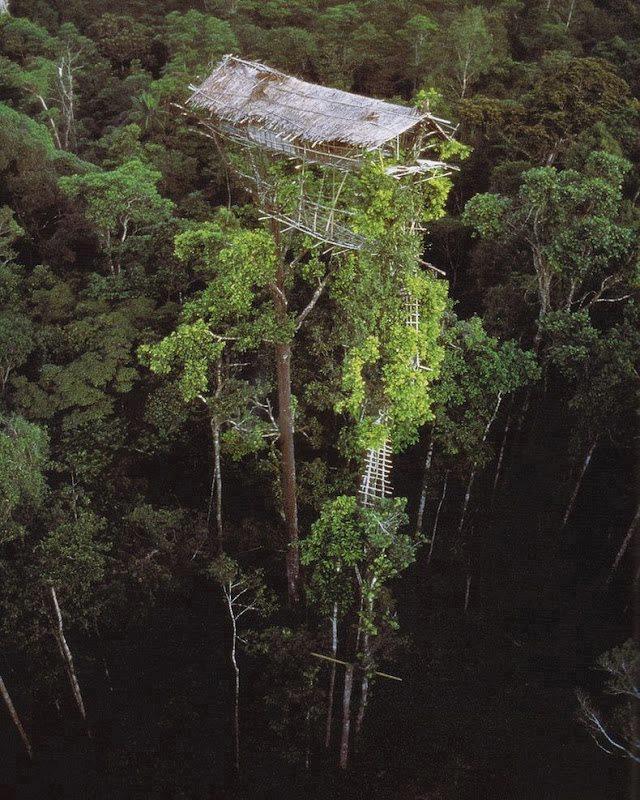 korowai-tree-house.jpg