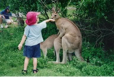 humpingkangaroos.jpg