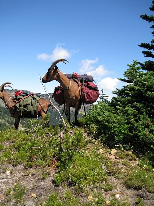 packgoats2.jpg