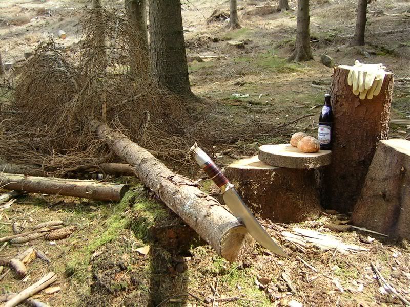 ScagelForesttesttree.jpg