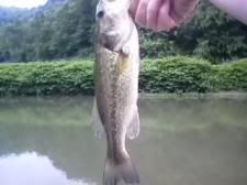 todaysbass.jpg