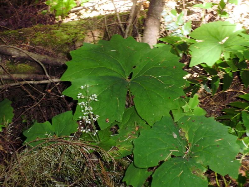 P7170007-1.jpg