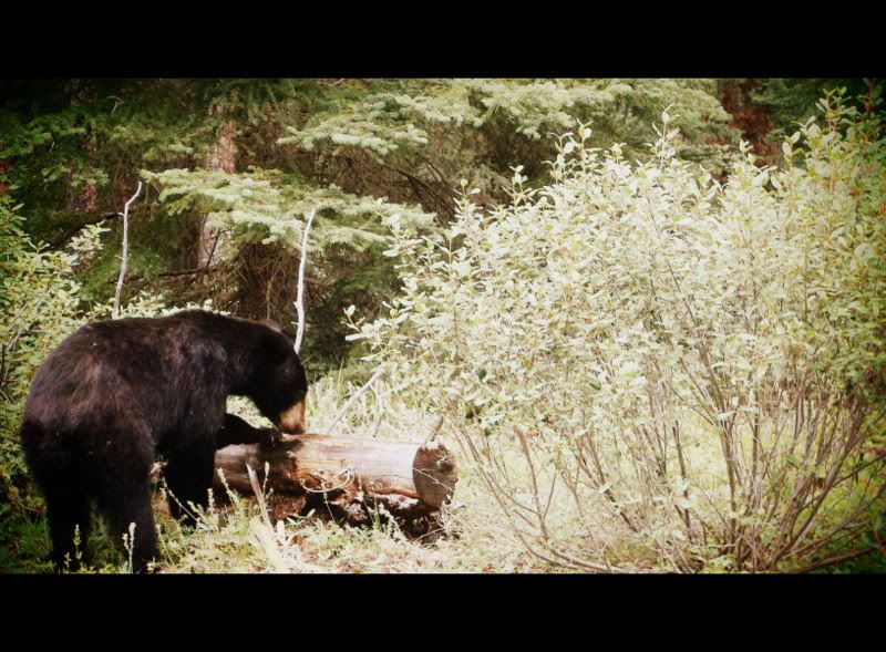 Banff2012149.jpg