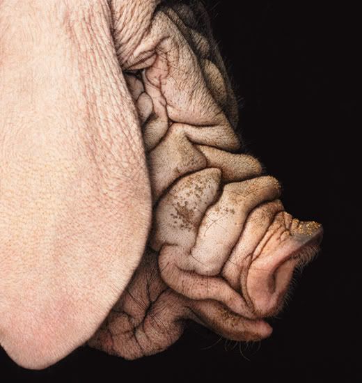 pig.jpg