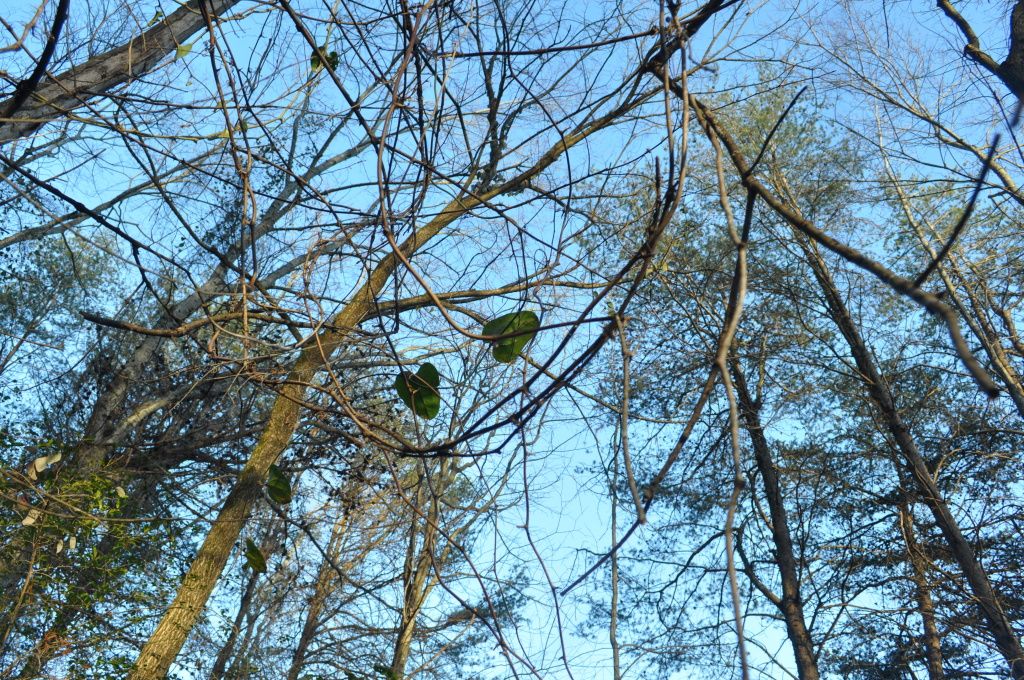 DSC_1089.jpg