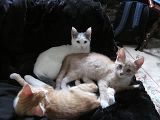th_threekittens.jpg