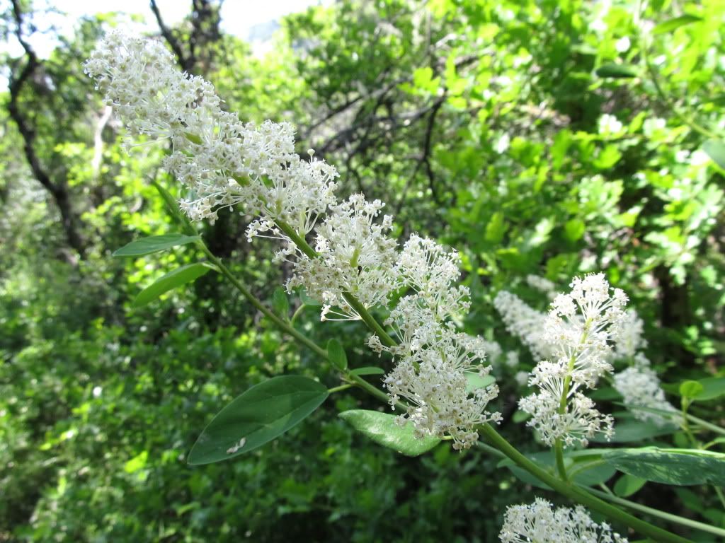 IMG_1446.jpg