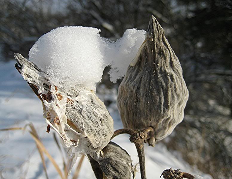 milkweedpodwinter.jpg
