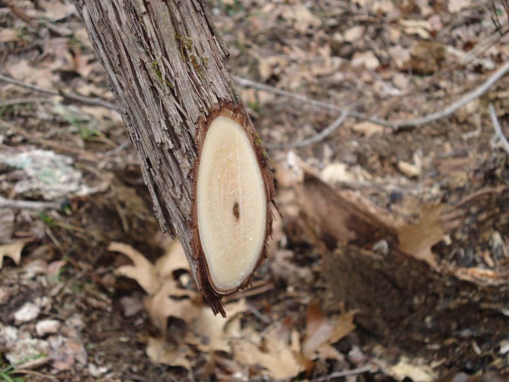 DSC01551_zps1mx2vq55.jpg