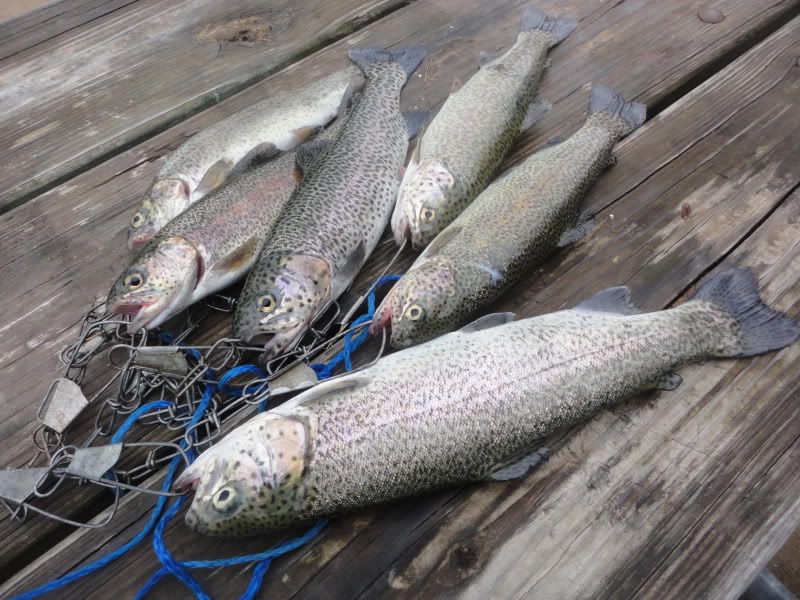 Trout001.jpg