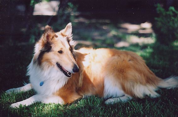 Lacy1.jpg