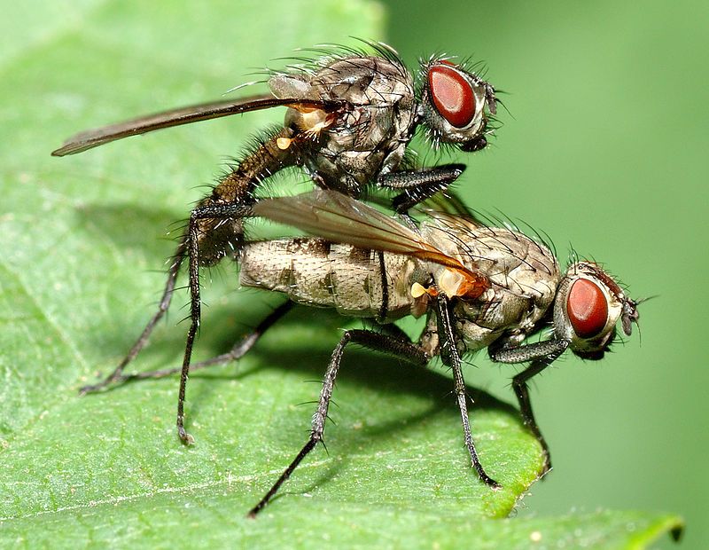800px-Anthomyiidae_sp__1_aka.jpg