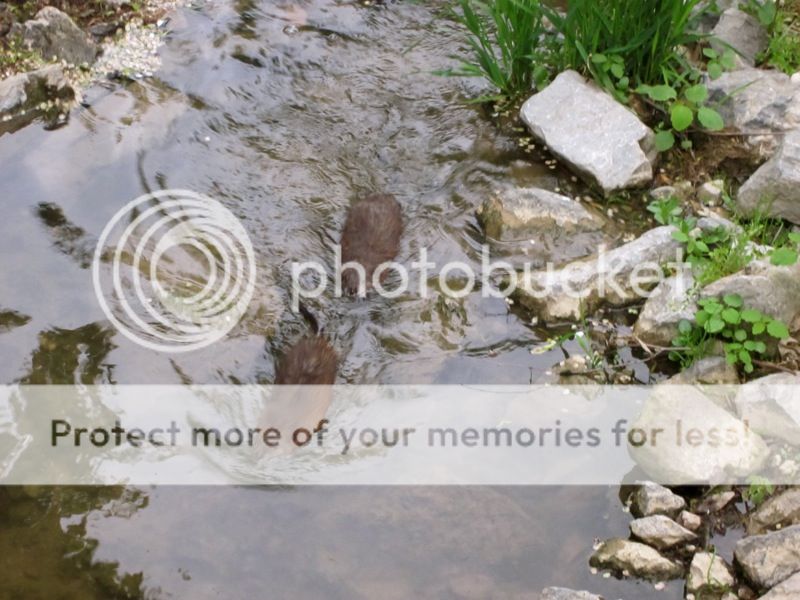 MuskratV.jpg~original