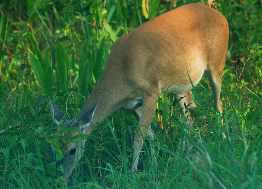 DSC_0104.jpg