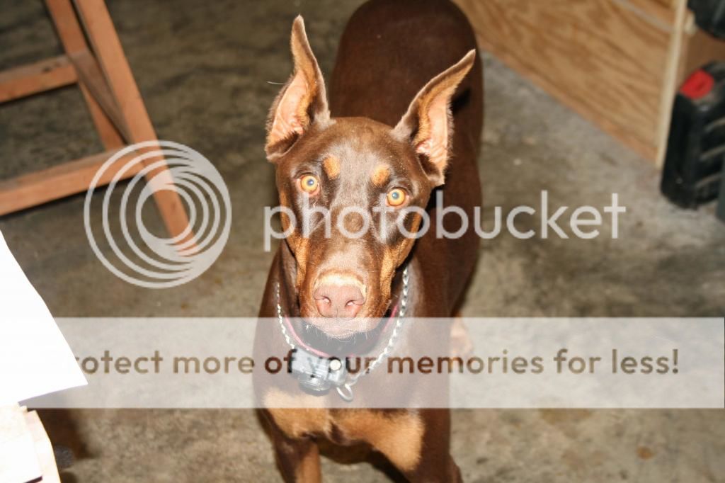 Sheba_zpsd5fbc173.jpg