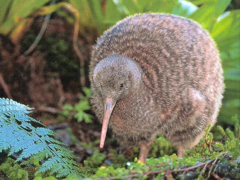 kiwi_bird.jpg