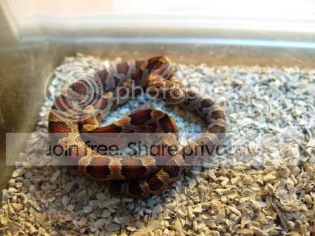 carolinacornsnake.jpg
