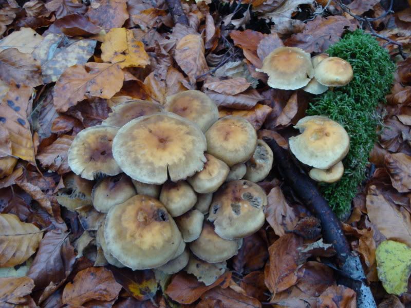 DSC01041.jpg