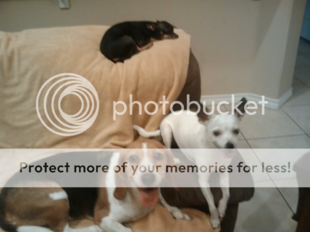 dogs.jpg