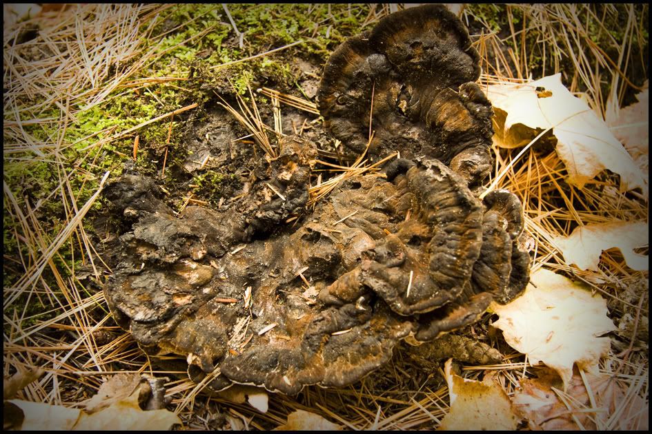 Shrooms2-1.jpg