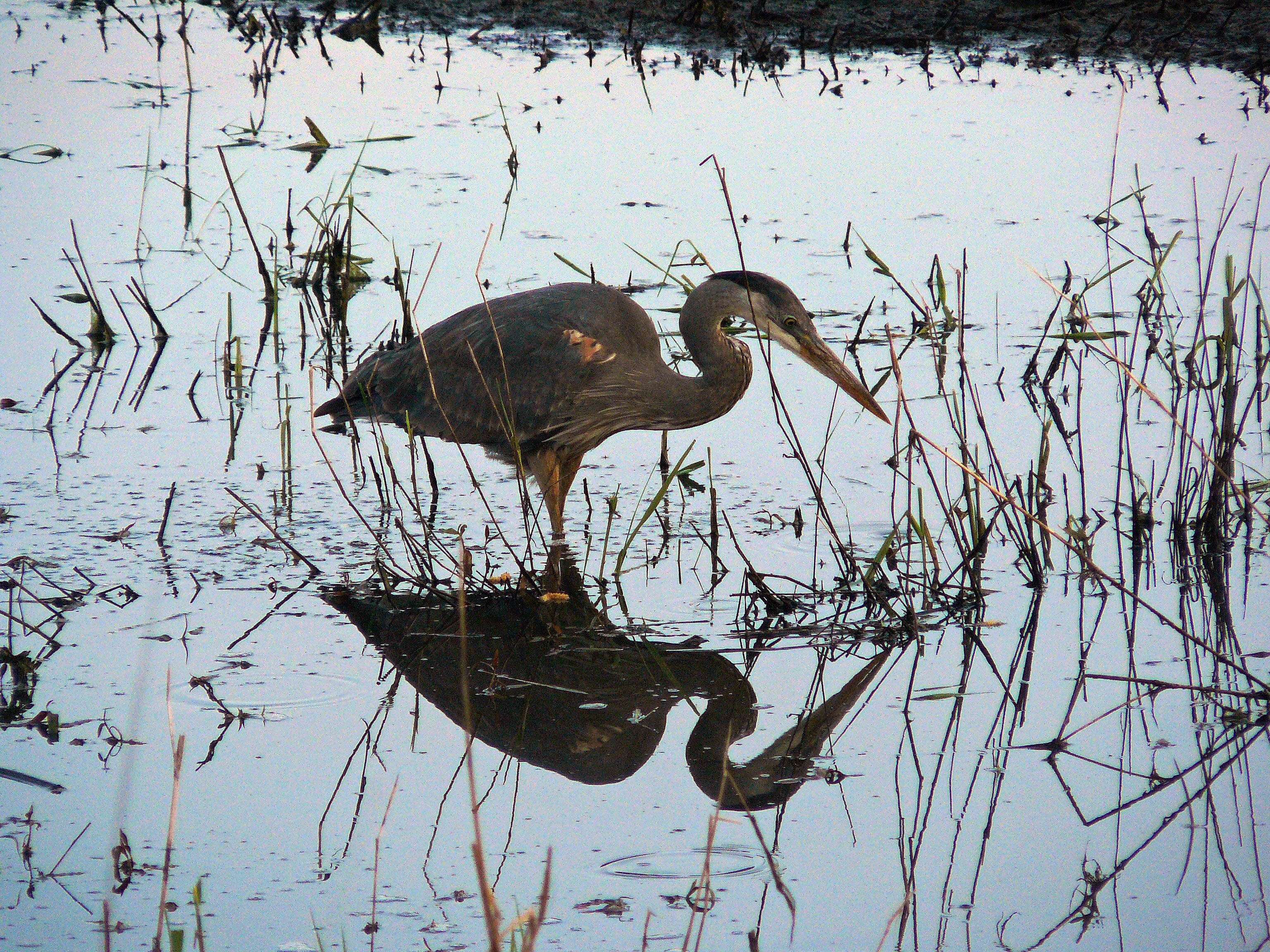 greatblueheron2013.jpg