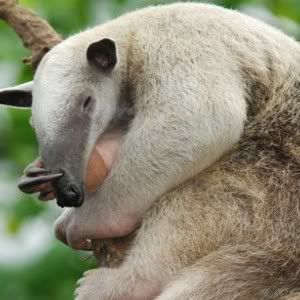 these_funny_animals_446_640_05-300x300.jpg
