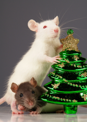 XmasTreeRats.jpg