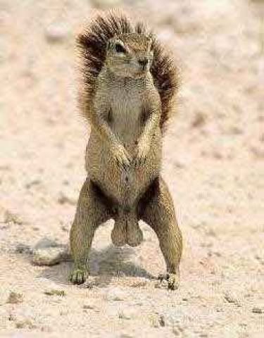 t1_squirrel_nuts.jpg