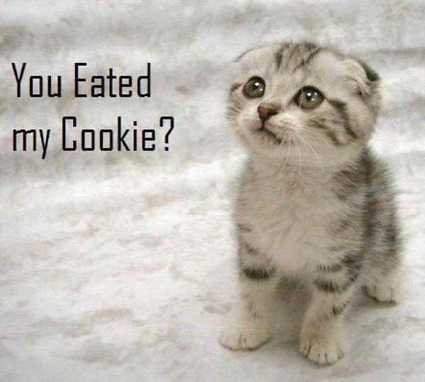 01-cat-you-ate-my-cookie.jpg