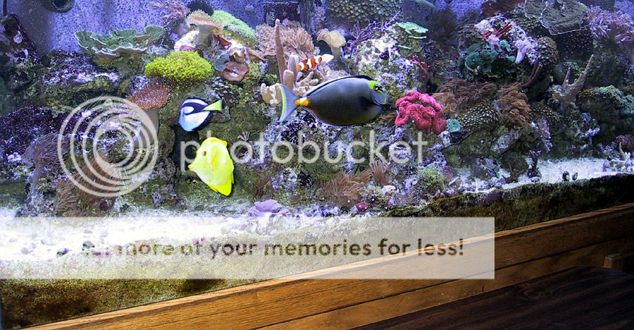 reeftank1.jpg
