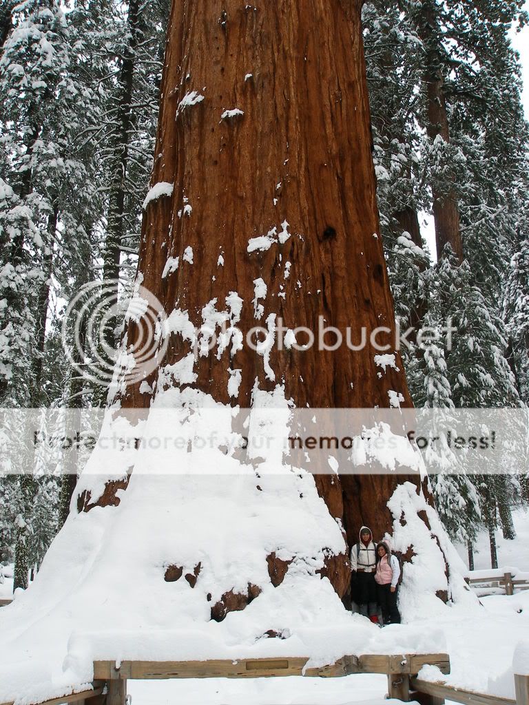 GiantForest2-7-09001.jpg