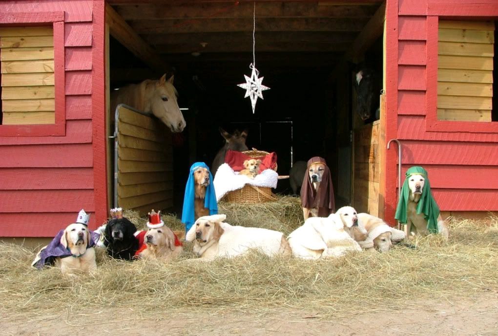 DOGNATIVITYSCENE.jpg