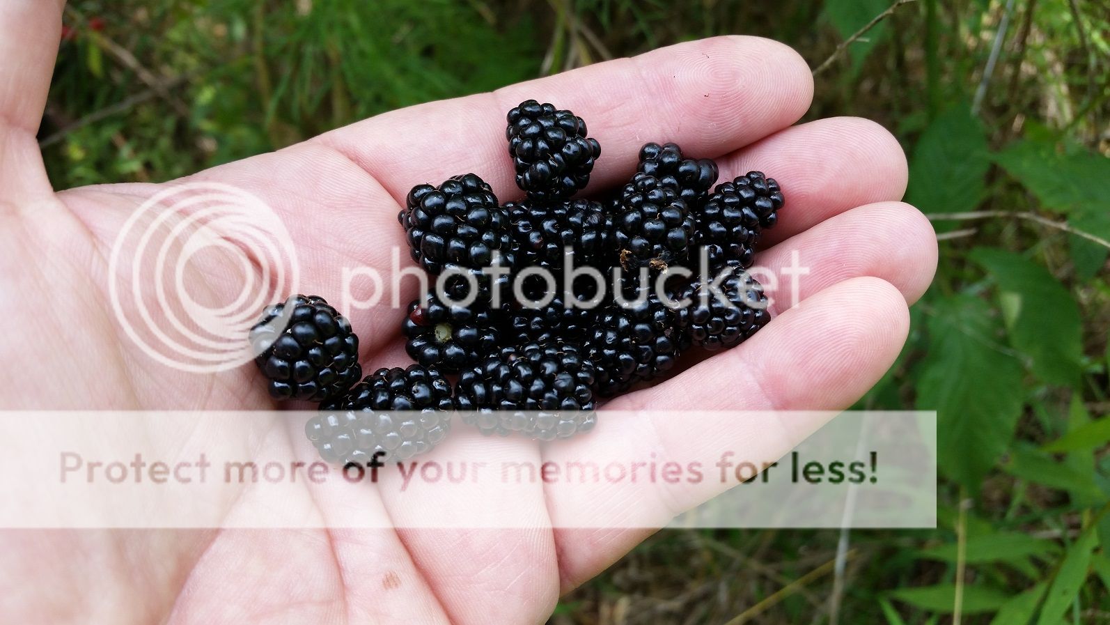 blackberries2015.jpg