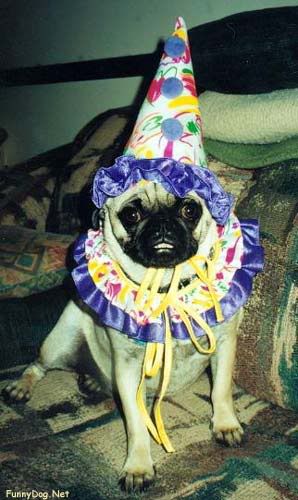 birthday-pug.jpg