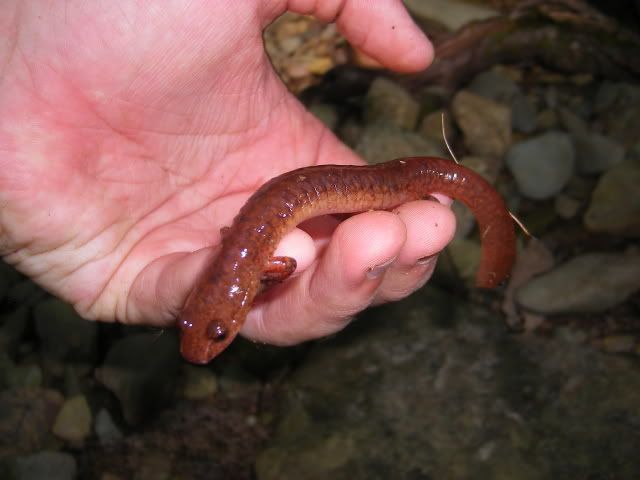 lastcostaricaandshanendoa065.jpg