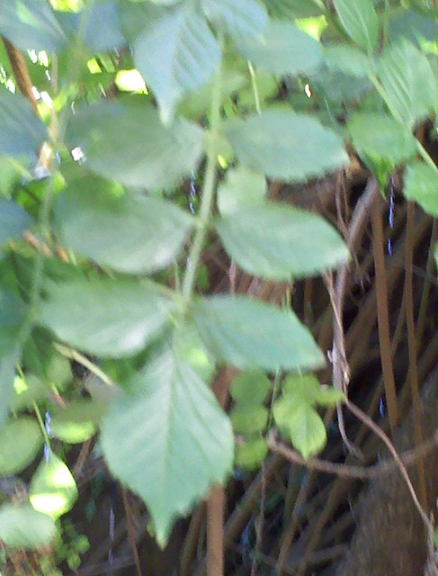 5006338499_d060de7589_z.jpg