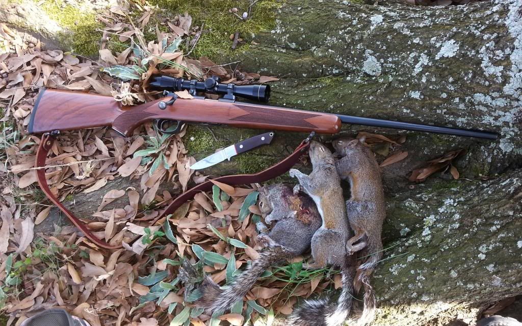 Squirrel29-31of2013-2014.jpg