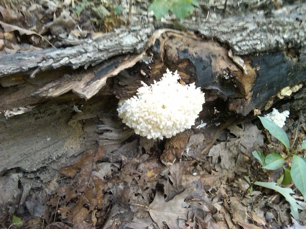 IMG00055-20100925-1535.jpg