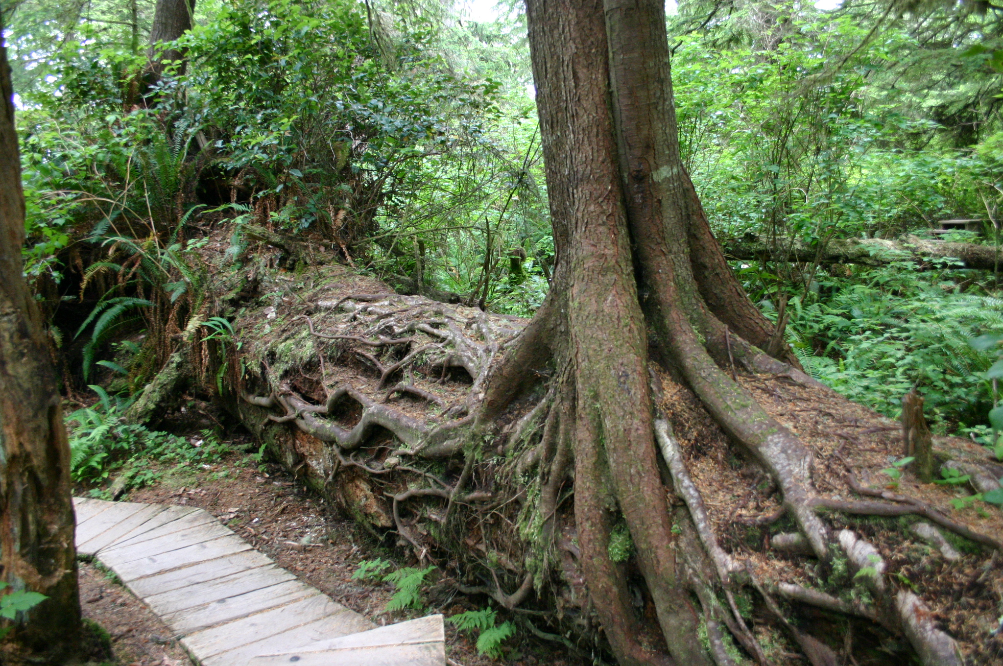 Nursery_Log_at_Schooner_Trail.jpg