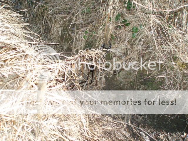 3valleybeaver039.jpg